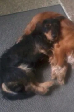 Chien perdu Teckel