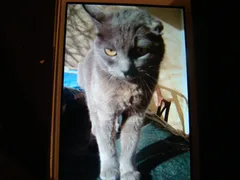 Chat trouvé Chartreux