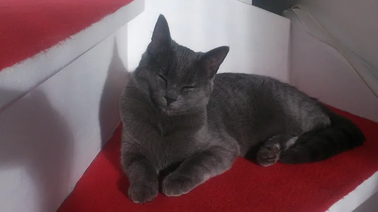 Chat trouvé