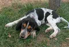 Chien perdu Basset Bleu de Gascogne