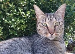 Chat trouvé Européen
