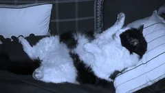 Chat perdu Européen
