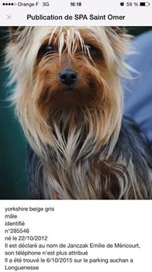Chien trouvé Yorkshire Terrier