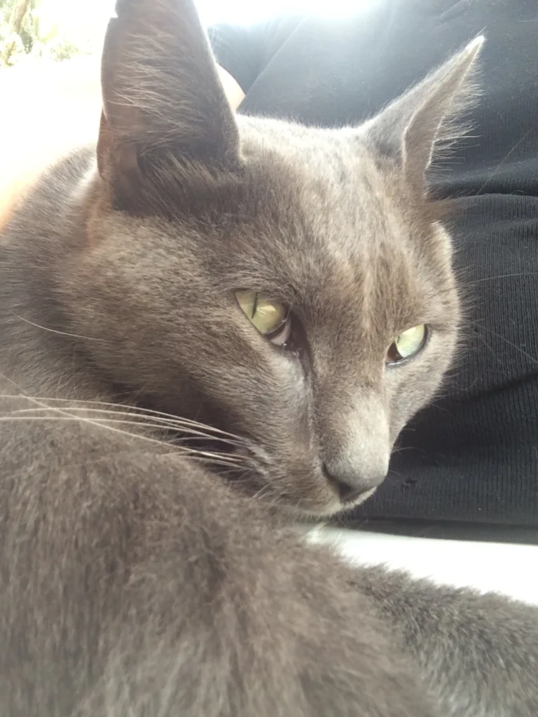 Chat trouvé