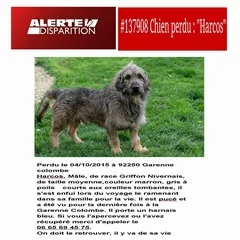 Chien perdu Griffon bleu de Gascogne