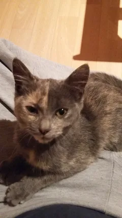 Chat trouvé Européen