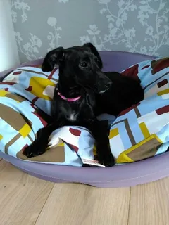 Chien perdu Pinscher