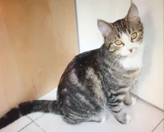 Chat perdu Chat Tigre