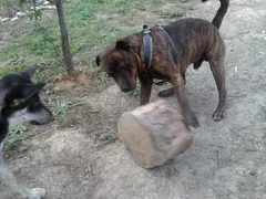 Chien perdu Boxer
