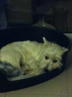 Chien perdu West Highland White Terrier