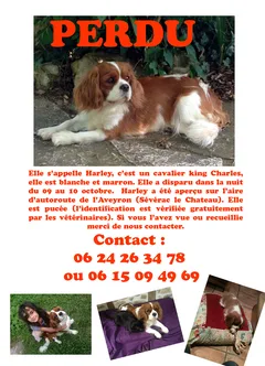 Chien perdu Cavalier King Charles