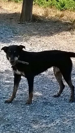 Chien perdu Beauceron