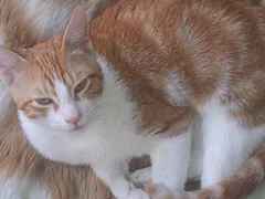 Chat perdu Européen