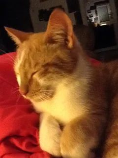 Chat trouvé Européen