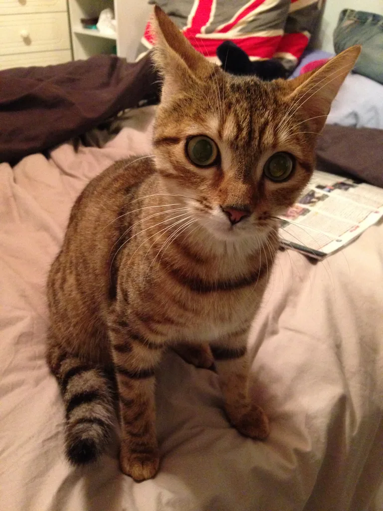 Chat trouvé