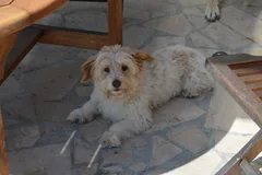 Chien perdu Bichon à poil frisé