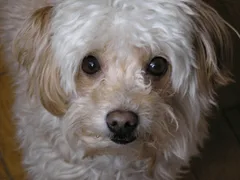 Chien perdu Caniche