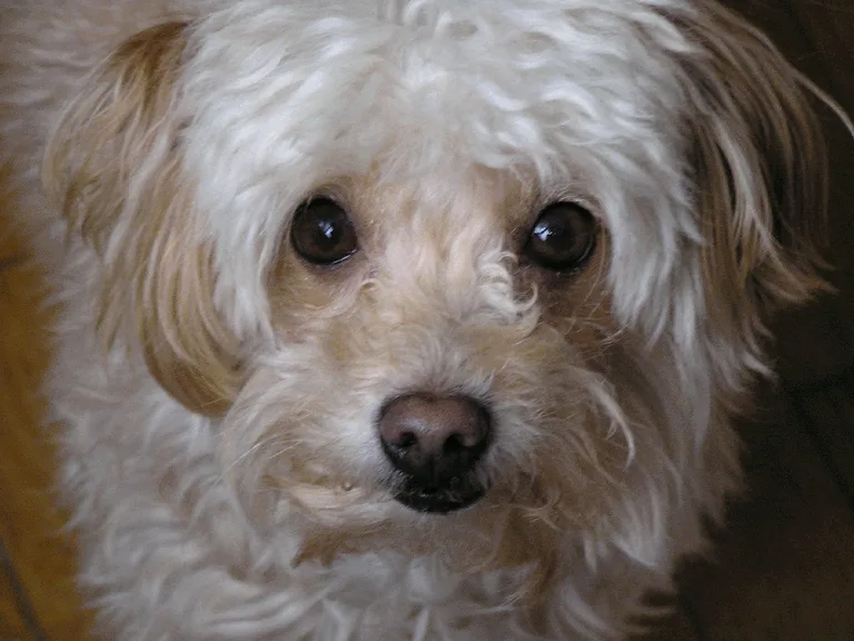 Peewee