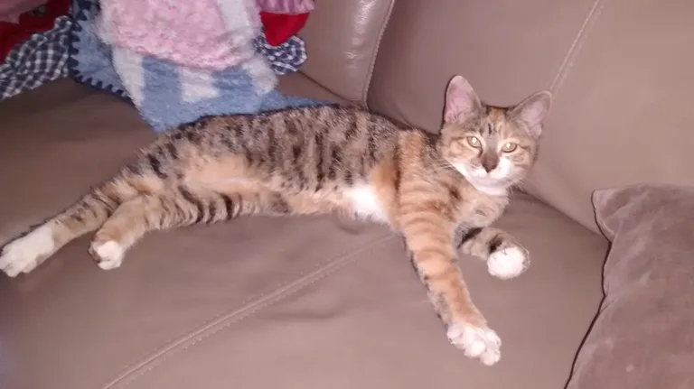 Chat trouvé