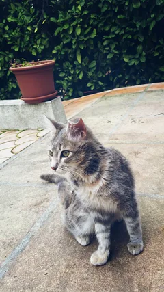 Chat perdu Européen