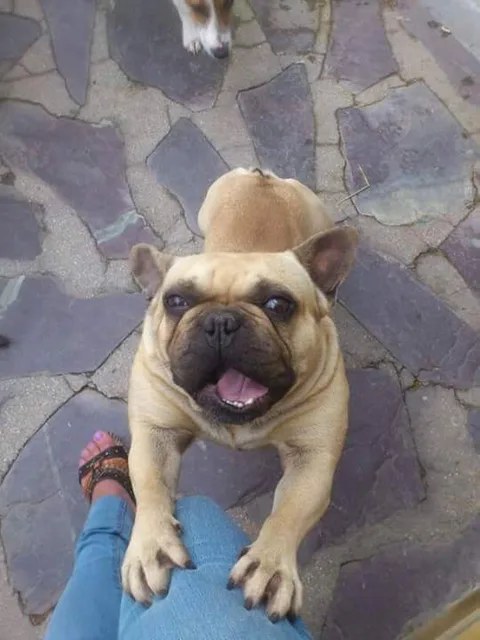 elvis