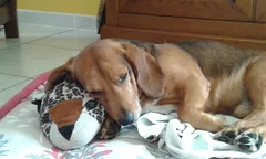 Chien perdu Beagle