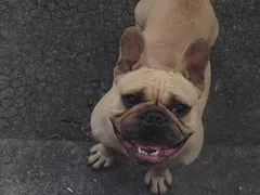 Chien perdu Bouledogue Français