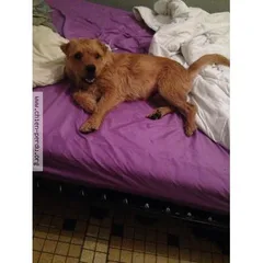Chien trouvé Border-Terrier