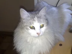 Chat perdu Européen