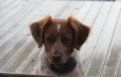 Chien perdu Epagneul Breton