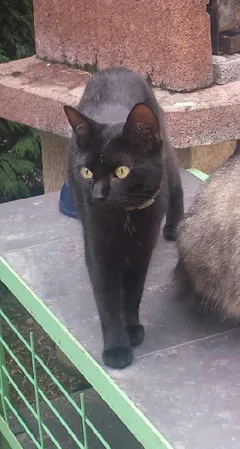 Chat perdu Européen