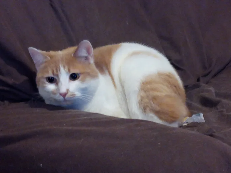 Chat trouvé