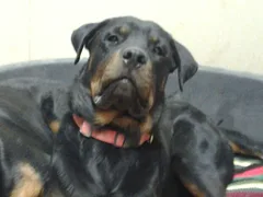 Chien perdu Rottweiler