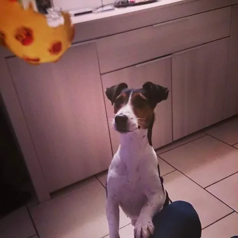 pipa