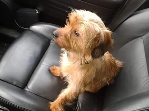 Benji