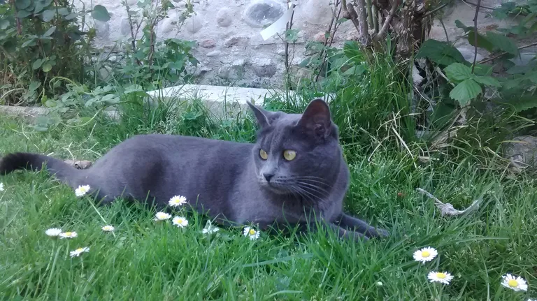 Mizu