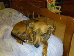 Chien perdu Pinscher