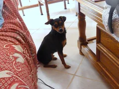Chien perdu Chihuahua