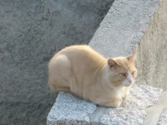 Chat perdu Européen