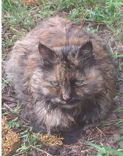 Chat trouvé Européen