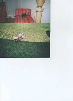Chien perdu Yorkshire Terrier