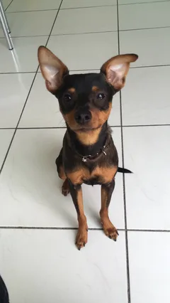 Chien perdu Ratier pragois