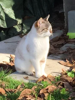 Chat trouvé Européen