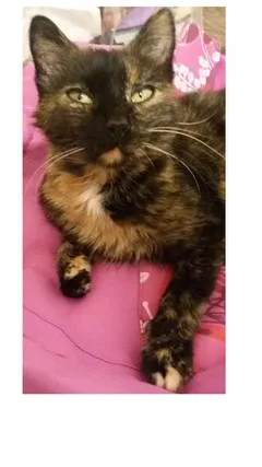 Chat trouvé Européen
