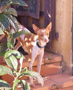 Chien trouvé Podenco