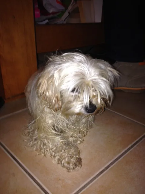 Chien trouvé