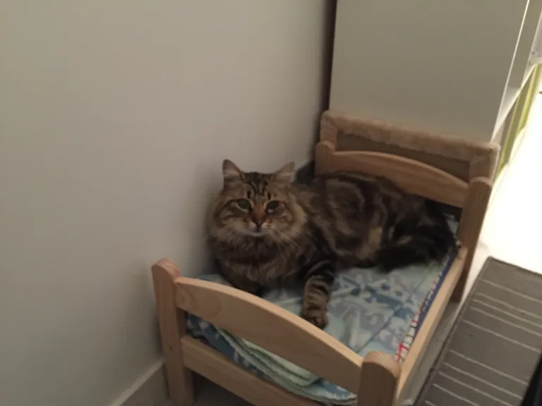 Chat trouvé