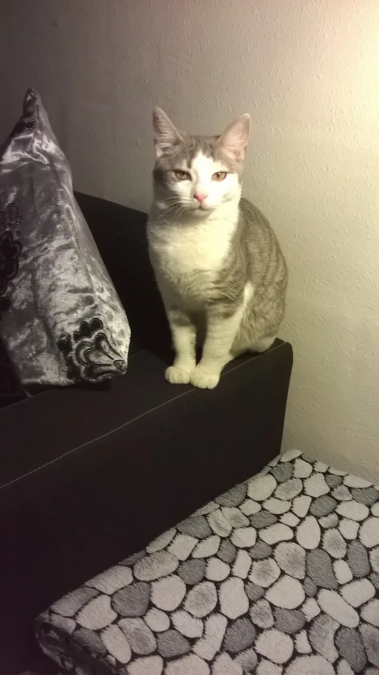 KITTY