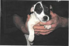 Chien perdu Jack-Russell-Terrier