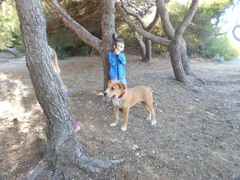 Chien perdu Labrador-Retriever